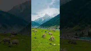 Sonmarg Kashmir ❤️❤️ #jannatkashmir #glacier #trending #nature #thajiwasglacier #kashmir #sonmarg