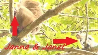 Very Sad Baby Janet While Look Janna Crying Help | Janet and Mother Follow Janet | Monkey Crying