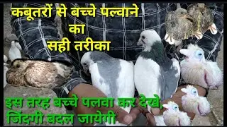 kabutar se bachche plawane ka tarika.kiya de khane me?
