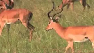 Ecology Biome Savanna