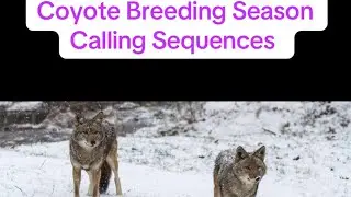 &ldquo;Coyote Breeding Season Call Sequences&rdquo; 