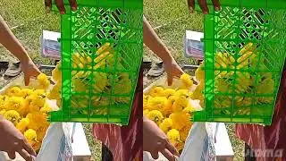 Marigold Harvest 2022