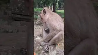Longtail Monkey #shorts #monkey #animals