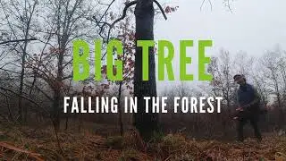 How to fall Big Tree  -  FOGGY FOREST