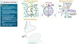 Neuronal Excitation