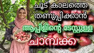 ചൂട് കാലത്തെ തണുപ്പിക്കാൻ ആപ്പിൾ ചാമ്പ | Red Apple Chamba | Thailand Apple Chamba | Seedless Chamba