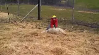 The correct and proper way to catch a sheep