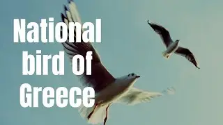 what is the national bird of Greece? #18