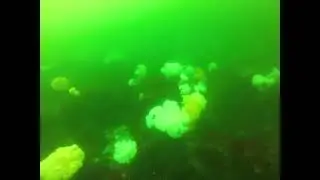 Diving in Seabeck, WA