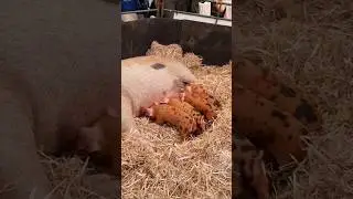 ADORABLE piglets are super hungry‼🐷 #pig #piglets #cute #adorable #feeding #farm