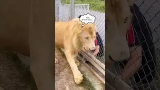 Lion Teaches Visitors A Lesson!😱