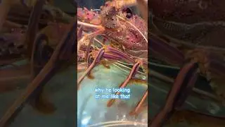 NAH THIS LOBSTER GOT VIBES🤗