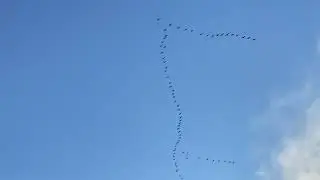 Experience the incredible bird migration at Frampton Marsh this November!