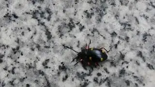 昆蟲-大偽瓢蟲&nbsp;Eumorphus quadriguttatus pulchripes(2)