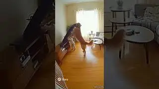 🐕 Golden Retriever Saves Baby Just in Time! #dog #love