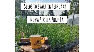 Seeds to Start in February in Canada zone 6