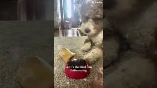 hoomams #cute #dog #doggie #doggie #doginfluencer #dogshorts #puppy #happy #awsome