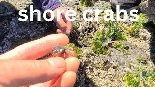shore crabs.