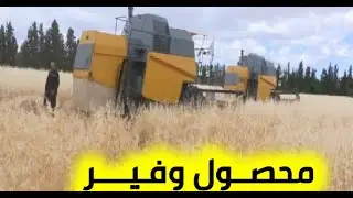 انطلاق موسم الحصاد في غليزان مع توقعات ببلوغ 100 الف قنطار من محصول الحبوب