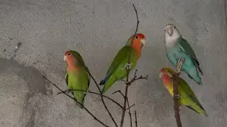 I Raised This Lovebird Family Together 🐦💚 | Natural Bird Sounds