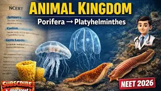 Animal Kingdom Part 2 – Porifera, Cnidaria, Ctenophora & Platyhelminthes | NEET#ailecture
