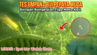 EKSPERIMEN TERBARU : Umpan Biji Pepaya Dengan Rangkaian Tiga Mata Kail || Spot Liar Waduk Cirata