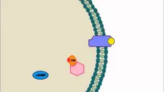 Signal Transduction Animation