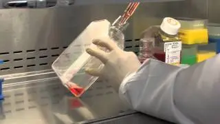 ViaCyte&rsquo;s chief scientific officer explains beta cell encapsulation