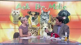 Ask Dr. Mike: Pet Emergency Kit Essentials