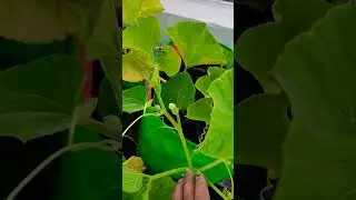लौकी की बेल पर नर (Male) और मादा (Female) फूल अलग-अलग होते हैं,