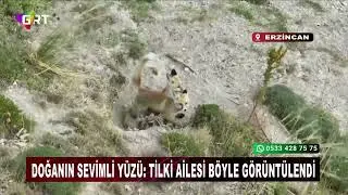 The cute face of nature, the Fox family, was seen like this