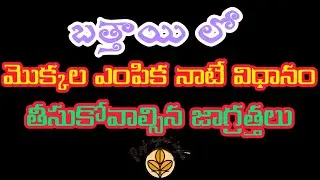 బత్తాయి మొక్కల ఎంపిక , నాటే విధానం తీసుకోవాల్సిన జాగ్రత్తలు //how to select citrus plants and precau