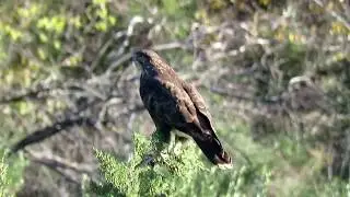 &Scaron;kanjac , Buteo buteo , Buzard -- Birds of Croatia