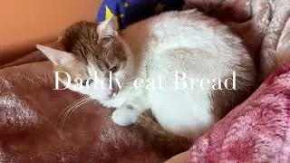 Jan14 2026 @frankip023 #cat #catcare With my cats