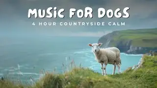 🌾 4 Hours of Acoustic Music for Dogs | 🐑 Countryside Serenade & Calm