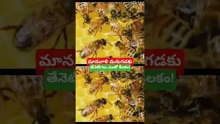 మానవాళి మనుగడకు తేనెటీగలు ఎంతో కీలకం! JP WRITINGS