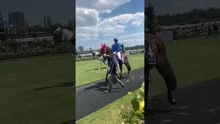 &ldquo;Chergui&rdquo; & Jamie Melham #horse #thoroughbred #thoroughbredracing #edit #shorts #tiktokaudios #viral