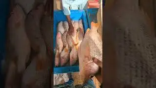 Hera machli 1300 rupe kilo 😮#exploring #karachifishmarket #karachifishri #fish #rateupdate #ytshots
