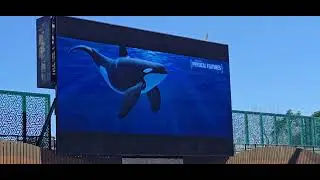 Information of The Orcinus Orca