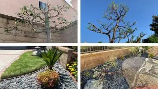 Niwaki Japanese-Style Garden-Tree Pruning, Japanese Black Pine, San Jose Juniper & Misc. [2025]