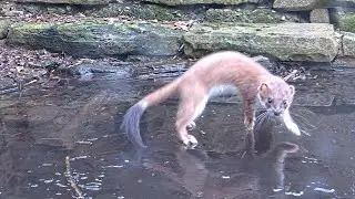 Stoat Skates across Icy Pond  | Discover Wildlife | Robert E Fuller