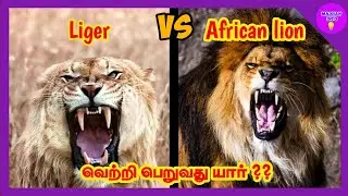liger vs African lion in tamil madhan info / liger / African lion  / liger vs African lion