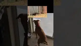 There&rsquo;s a cat in the yard #theboomerblues is all worked up. #petvoiceover #intruder #catchase
