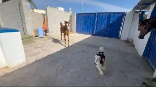 اول ترويش للفلوه لصوغه ولعب صوغه وصميغه😍🤍
