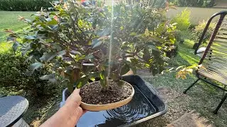Transplante de bonsai de Jabuticabeira