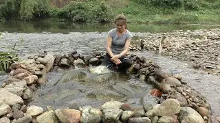 Building a system of traps to catch stream fish, Stone fish traps - natural fishing techniques Ep33
