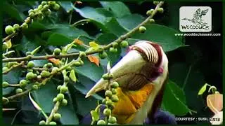 WREATHED HORNBILL || RHYTICEROS UNDALATUS || CONSERVATION STATUS : LEAST CONCERN