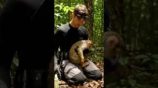 A cry for help from nature #wildliferescue #wildrescue