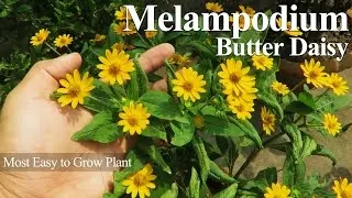 Melampodium / Butter Daisy Flower Care. Easy Low Maintenance Sunloving Heat Tolerant Daisy Flowers