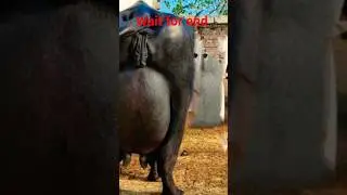 🐃🔥 Real Nili Ravi Buffalo King 2025 👑 | Heavy Milk Power of Punjab 💧 | #shorts #trending